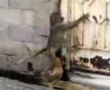 A Monkey steeling a chicken