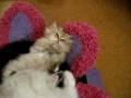 videos de Sirocco - 12.02.08 - 3
