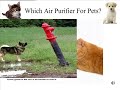 funny animal video           pet air purifier dangers