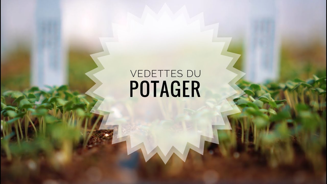 Légumes du Potager.