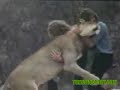 Christian The Lion