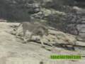 Christian-The-Lion