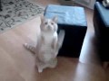 Cat Catches Treats