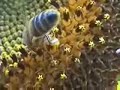 Apiculture-????? ?? ???? ??????