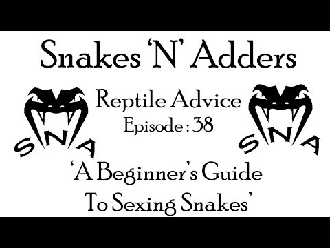 YouTube reptile video