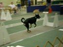 Warp Ten Flyball First Contact
