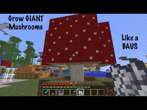how to harvest giant mushroom