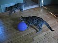 Lucy-&-Her-Balloon
