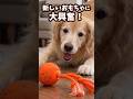 【新しいおもちゃに大興奮🎉ゴールデンレトリバー】 #大型犬のいる生活 #ゴールデンレトリバー #犬 #癒し #retreiver #大型犬 #goldenretreiver