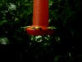 humming bird - costa rica