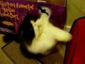 Adopt an ADULT shelter cat!