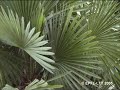Flutter Palm