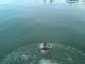 McCovey Cove swim by Pistol Paul