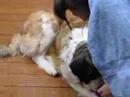 St. Bernard eats glass (I mean ice)