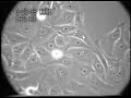 Cells alive!