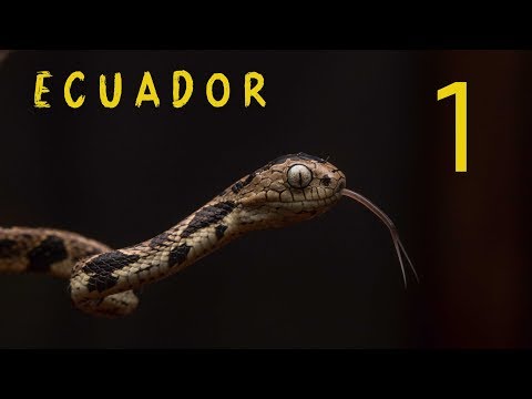 YouTube reptile video