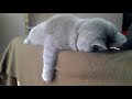 Котэ после вечеринки спит вот так )))