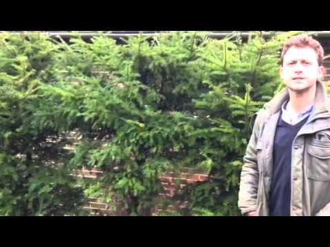 how to fertilize japanese yew