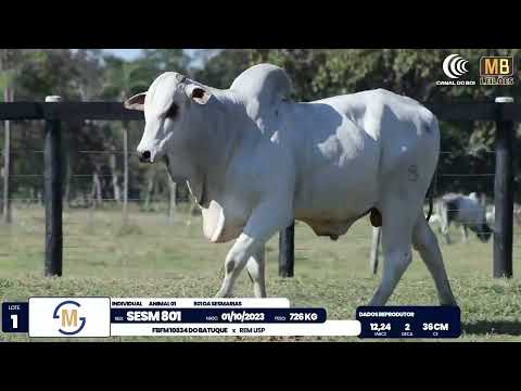 2� DE OLHO NA FAZENDA NELORE SESMARIAS