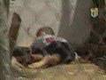 DELINCUENTES SACRIFICADOS en PROVINCIA SANTO DOMINGO