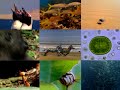 EOL - Encyclopedia of Life