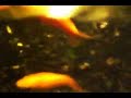 Reggaeton Video with the Big Fish in it /GC Reggaeton Video with the Big Fish in it /GC