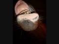 videos de poy