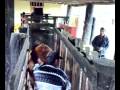 Sincronización de Celo en Bovinos Sincronización de Celo en Bovinos