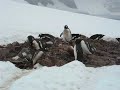 Gentoo, trying to steal stones Gentoo, trying to steal stones