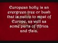 Wortcunning: European Holly