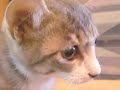 ?????? - Scared Cat - ?????? - Scared Cat -