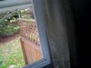 Hungry cardinal at my windowsill Hungry cardinal at my windowsill