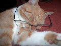 My cute cat Mickey