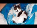 The Story of Otto