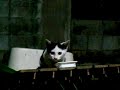 operationinfiltrationcatvol9