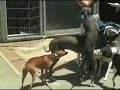 Italian   Greyhound  Play Date Hayward Ca, 2006