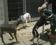 Italian Greyhound video