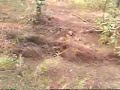 Self propelled pinestraw rake