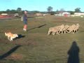 Shiraz Herding