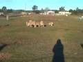 Shiraz Herding