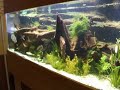aquarium de piranhas aquarium de piranhas