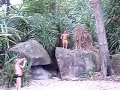 tarzan na praia do Sangava - Cauê - Santos-SP tarzan na praia do Sangava - Cauê - Santos-SP