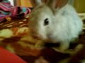 YUCHI THE RABBIT YUCHI THE RABBIT