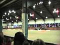 Lucinda McAlpine - X Factor Dressage Test