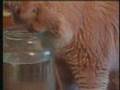 FUNNY: Cat is trying to catch a fish in a jar