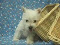?????? West Highland White Terrier