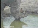 Mr. Rhino