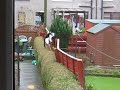 Cat falls off fence