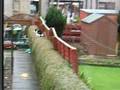 Cat falls off fence