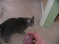 ボール猫動画